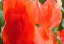 夫妻海棠花怎么扦插