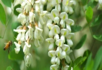 槐花蜜的真假怎么辨别 从颜色、气味、口感、结晶、价格上来辨别