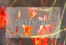 红雪花跟蓝雪花的区别？