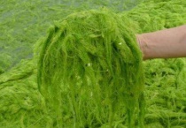 浒苔是什么植物