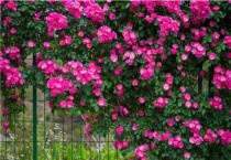 玫瑰花与蔷薇花的区别？