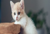 猫长到什么时候开始发育成熟 猫发情有哪些表现