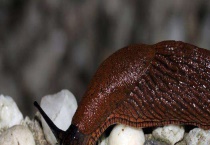 软体动物鼻涕虫有毒吗？消灭鼻涕虫有两招