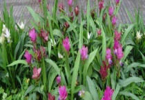 姜荷花黄叶了怎么办？