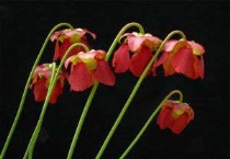 什么是红管黄瓶子草