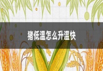 猪低温怎么升温快