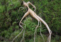 挖野生人参真的会跑吗？