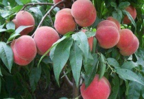 桃树什么时间打多效唑