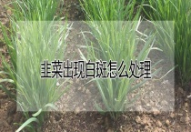 韭菜出现白斑怎么多久？