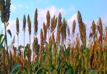 高粱什么时候传入中国？生长习性是什么？