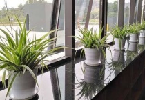 办公室绿植有哪些？