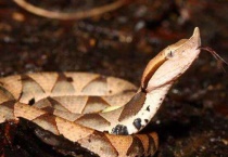 五步蛇和烙铁头蛇区别？