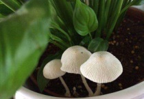 花盆里长蘑菇是怎么回事