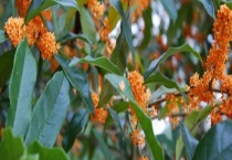 丹桂树属于常绿乔木还是落叶乔木 丹桂苗多少钱一棵