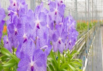 兰花如何过冬 有以下五个方面