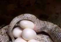 哪些动物会生蛋