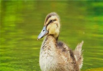 麻鸭和一般鸭子的区别？