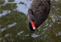 养一只黑天鹅犯法吗？