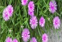 龙须海棠不开花怎么办 影响开花的因素