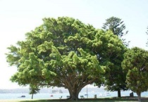 榕树叶子发黄掉叶怎么办？