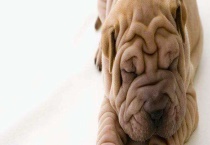 沙皮狗和斗牛犬的区别？ 体型有什么区别？？