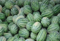 西瓜的品种有哪些？