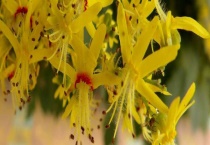 复羽叶栾树果实能吃吗？