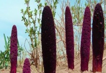 2021锁阳价格多少钱一斤？市场前景怎样？