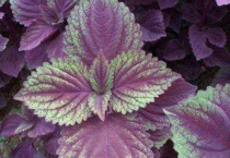 苏子叶和紫苏叶一样吗？