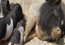 母猪子宫炎的防治措施 及其表现症状