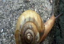 光照对蜗牛生命活动的影响 蜗牛生长需要怎样的光照条件