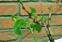 新移栽的树多久生根