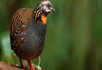 鹧鸪的生活习性 鹧鸪的繁殖习性