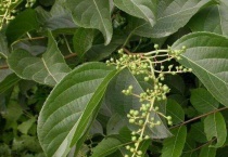 苦皮藤素能打什么虫