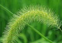 马尾草和狗尾草的区别？