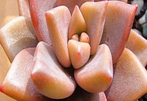 多肉胧月和姬胧月区别？