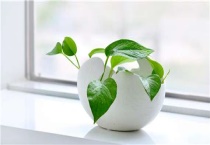 盆景用赤霉素催芽多久？