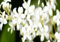 夜香树和夜来香区别？