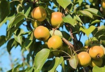 红南果梨和南果梨区别？