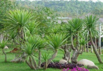 龙血树怎么生根