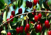 南阳樱桃成熟采摘时间 采摘樱桃有哪些注意事项