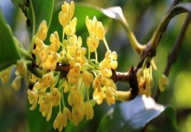 桂花几月开 附桂花的药用功效