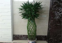 什么是富贵竹笼