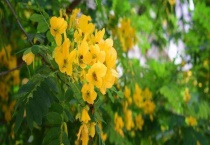 黄槐决明与黄槐的区别？