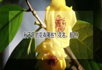 秋天开的花有哪些？(花名、颜色)