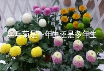 乒乓菊是一年生还是多年生