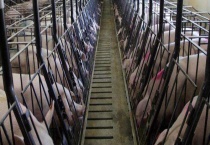 养猪场建设选址方法 养殖场对土壤的要求