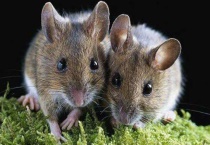 老鼠身上有跳蚤吗？