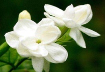 莱莉花怎样栽培