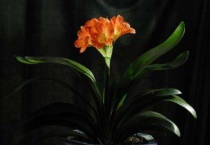 君子兰夹剑花开不起来怎么回事儿